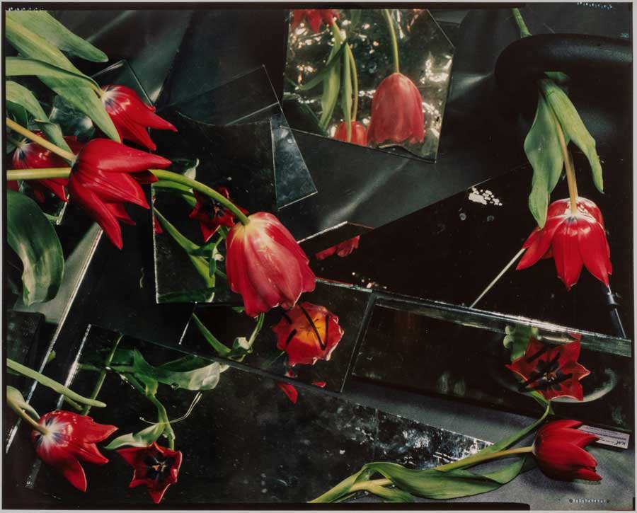 bloom